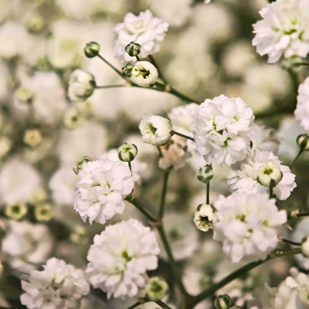 500 Pcs Baby's Breath Seeds Perennial for Outdoors, Easy to Care Outdoor Yard Floral Décor, Low Maintenance Displays