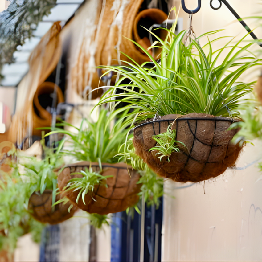 2 Curly Spider Plants Live House Plant, 2 Inch Pot Hanging Bonnie Spider Plant, Low Maintenance, Thrives in Home & Office, Perfect for Plant Enthusiasts, Easy to Grow
