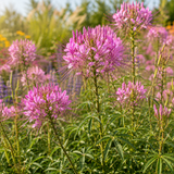 100 Pcs Rocky Mountain Bee Plant Seeds, Heirloom Spider Flowers for Planting, Fast-Growing Tall Plants for Bright Sunlit Gardens
