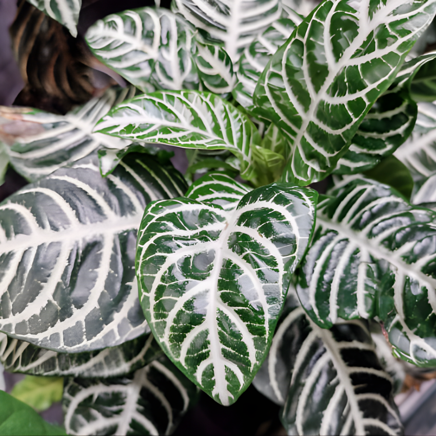 Snow White Zebra Plant, Live Aphelandra in 4 Inch Pot, Ideal for Modern Home Décor, Desk Displays & Plant Collections, Easy to Grow