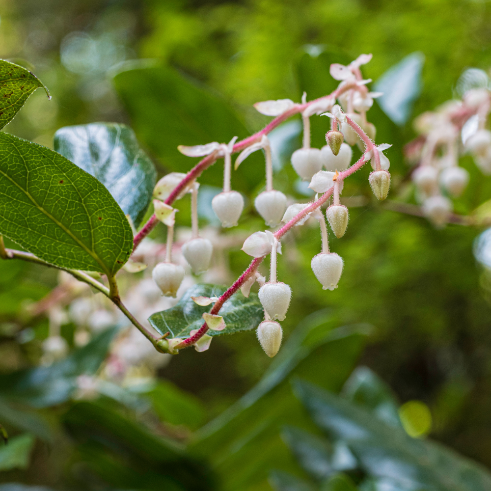 Salal Live Plants, 4 Inch Tall Bare Root Seedlings, Gaultheria Shallon Native Evergreen Shrub, Edible Berry Plant for Landscapes