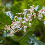 Salal Live Plants, 4 Inch Tall Bare Root Seedlings, Gaultheria Shallon Native Evergreen Shrub, Edible Berry Plant for Landscapes