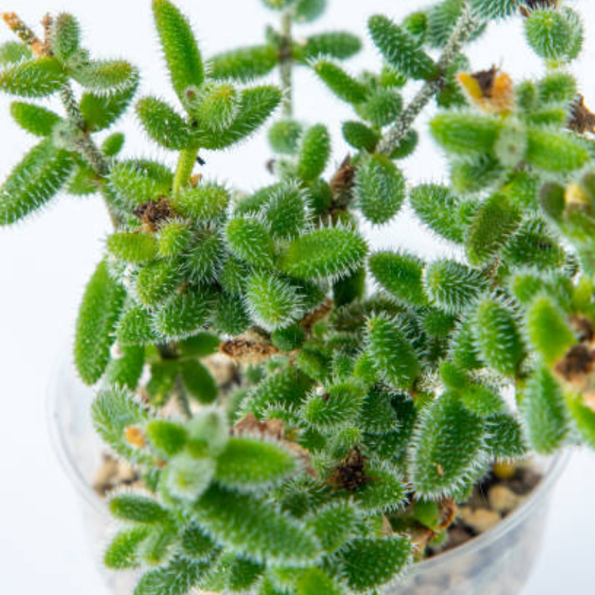 Pickle Plant, Delosperma Echinatum Live Succulent in 2 Inch Pot, Rare Live Succulent Cactus Plants for Desk Decor and Small Spaces