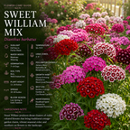250 Pcs Sweet William Seeds Mix for Planting Outdoors, Non-GMO Heirloom Flowers, Low Maintenance Fragrant Pink & Red Blooms for Yard Borders