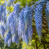 Blue Wisteria Live Plant, 2.5" Pot, Easy Care Flowering Vine, Decorative Climbing Plant for Home Landscapes and Trellises