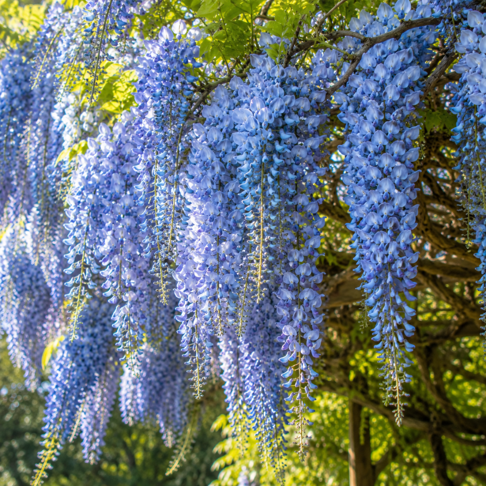 Blue Wisteria Live Plant, 2.5" Pot, Easy Care Flowering Vine, Decorative Climbing Plant for Home Landscapes and Trellises