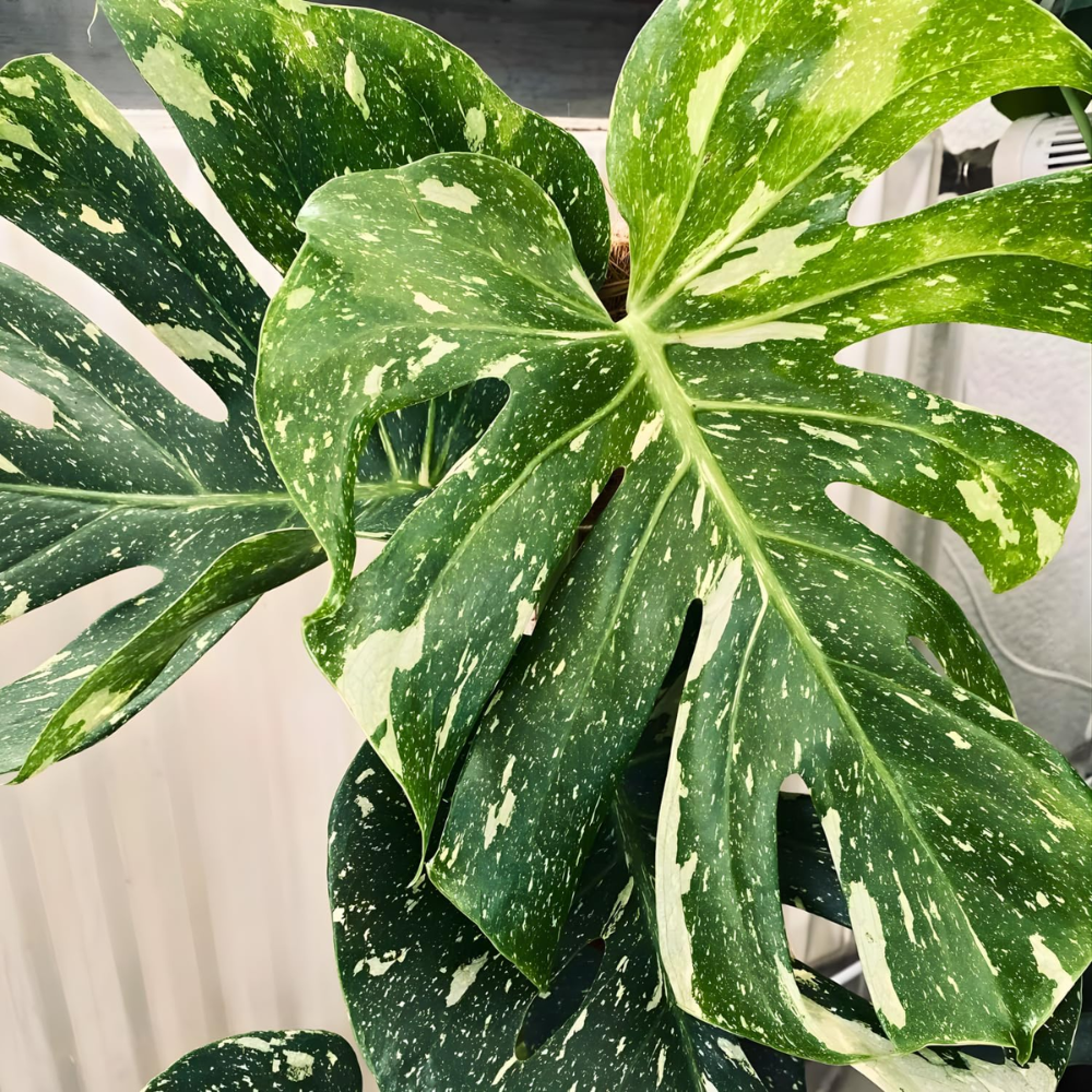 2 Count Thai Constellation Monstera Plants Live | Philodendron Live Plant | Decorative Variegated Monstera Live Plant | 4 to 5 Inch Tall | Green and Cream Color for Decor