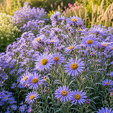 1000 Pcs Blue Aster Seeds, High Germination Fall Blooming for Planting, Low Maintenance Striking Blue Flowers for Sunlit Gardens