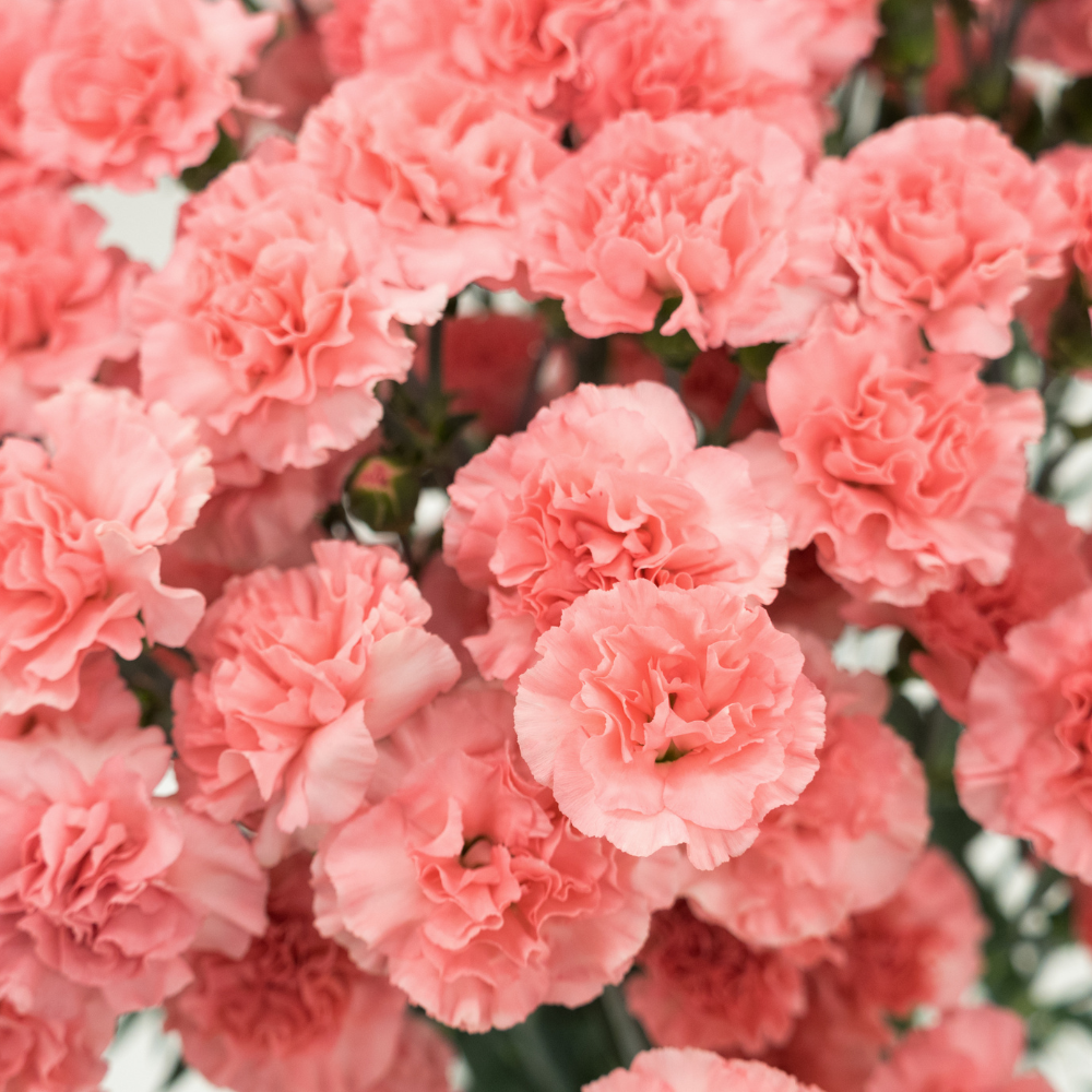 100 Pcs Carnation Flower Seeds for Planting Outdoors, Non-GMO Heirloom Chabaud Clove Flowers, Low Maintenance Fragrant Ruffled Blooms for Spring Yard