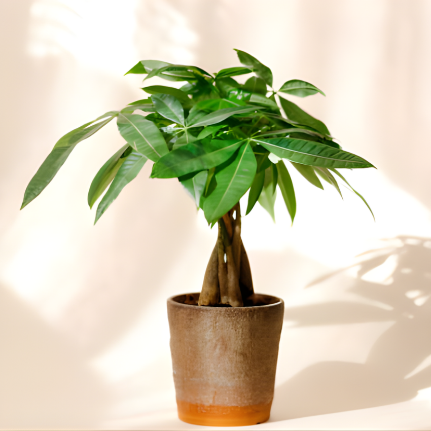 2 Money Tree Plant Indoor Live, 4 Inch Pot, Potted Pachira Aquatica, Braided Stem Indoor Tree for Home and Office Décor
