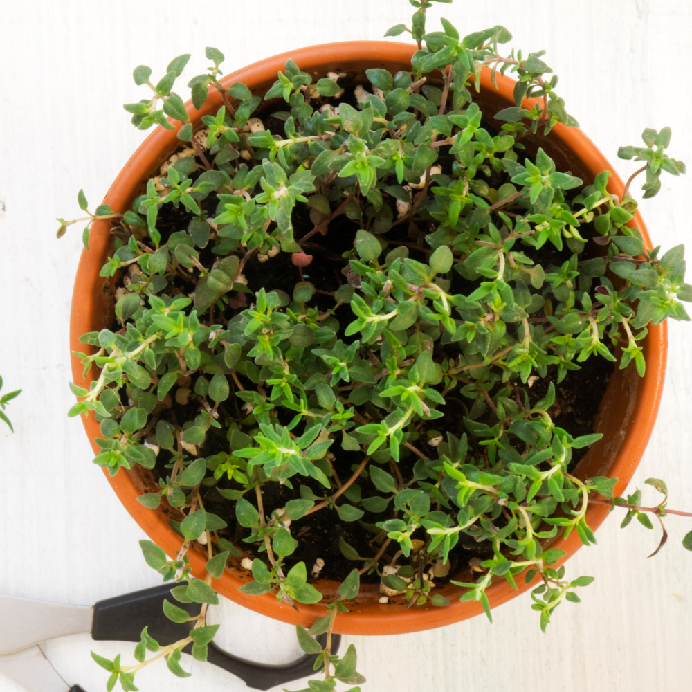 2 Thyme Plants Live, Lemon Thyme, Aromatic Potted Herb, Well-Rooted 4" Plant for Indoor Windowsills and Outdoor Spots