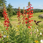 200 Pcs Standing Cypress Seeds for Planting Outdoors, Non-GMO Heirloom Tall Red Flowers, Low Maintenance Tubular Blooms for Yard Borders