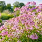 600 Pcs Heirloom Pink Rock Soapwort Seeds, Non-GMO Saponaria Ocymoides, Easy to Care, Sturdy Creeping Flowers Yielding Breathtaking Bright Pink Petals