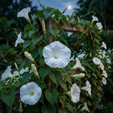 30 Pcs Moon Flower Seeds for Planting Outdoors, Sturdy Climbing Vine Heirloom, Vigorous Flowers Yielding Striking Fragrant Blooms for Balconies