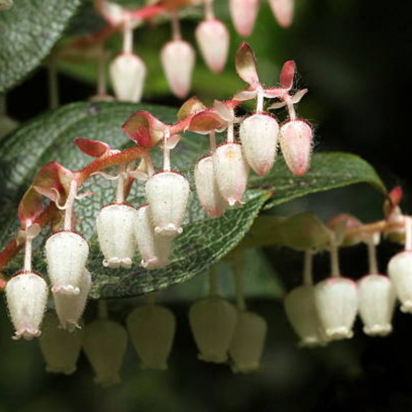 Live Salal, 6" Bare Root Starter Plant, Cold-Hardy Gaultheria Shallon Evergreen, Well-Rooted Native Shrub for Shade Gardens