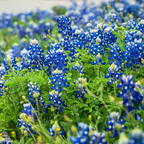 50 Pcs Texas Bluebonnet Seeds for Planting Outdoors, Non-GMO Heirloom Wildflowers, Low Maintenance Blue Floral Spikes for Yard Borders