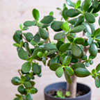 2 Succulents Plants Live Jade Plant Crassula Ovata, Live Mini Succulents Plants in 2 Inch Pot, Low Maintance, Unique Collections for Beginners
