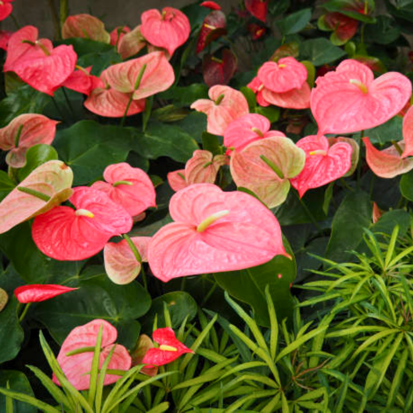 Anthurium Flamingo Flower Plant, Pink Anthurium Plant Live in 4 Inch Pot, Air Purifying Flowering Indoor Houseplant, Home, Room, or Office Décor, Easy to Grow