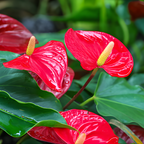Red Anthurium Live Plant in 4 Inch Pot, Live House Plants, Great for Home & Office Styling, Succulent Arrangements & Beginner Growers