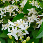 Maid of Orleans Jasmine Flower Plant in 4’’ Inch Pot | Live Jasmine Potted Plant Indoor | Suitable for Windowsills, Desks & Small Spaces | Perfect Fragrant Accent Plant for Home, Office