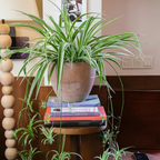 Curly Spider Plant Live in 4 Inch Pot, Live Spider Plants Indoor, Air-Purifying, Low Maintenance, Perfect for Home and Office Décor, Easy Care Starter Plants