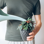 2 Peperomia Live Plant, Peperomia Napoli Nights 2 Inch Potted, Rare Indoor Houseplant for Home Office Decor and Plant Collections