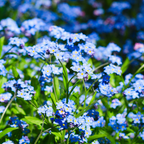 150 Pcs Chinese Forget Me Not Seeds for Planting Outdoors, Non-GMO Heirloom Blue Flowers, Low Maintenance Vigorous Blooms for Stunning Yard Borders
