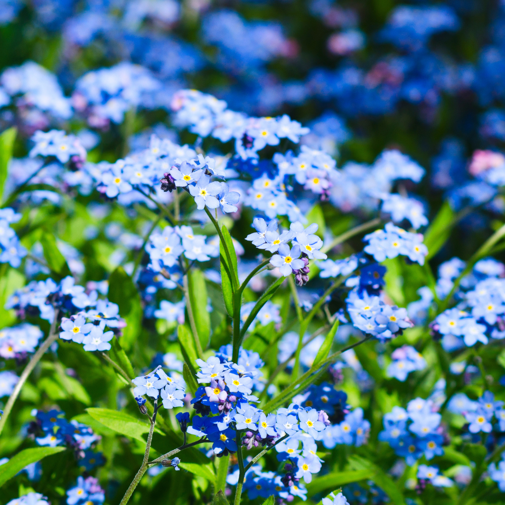 150 Pcs Chinese Forget Me Not Seeds for Planting Outdoors, Non-GMO Heirloom Blue Flowers, Low Maintenance Vigorous Blooms for Stunning Yard Borders