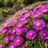 400 Pcs Ice Plant Seeds Perennial, Heirloom Flowers for Planting, Fast-Growing Creeping Plants for Bright Sunlit Yards