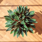 3 Peperomia Plant Live, Peperomia Napoli Nights in 2 Inch Pot, Rare Houseplant for Tabletop Display, Gifting and Indoor Collections