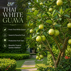 Guava Tree Live Plant - Thai White Guava, 2-3 Feet Size, 3 Gallon Pot, Well-Rooted Tropical Tree, Low Maintenance Fruit Trees for Outdoor Planting (No Ship to CA, HI, AK)