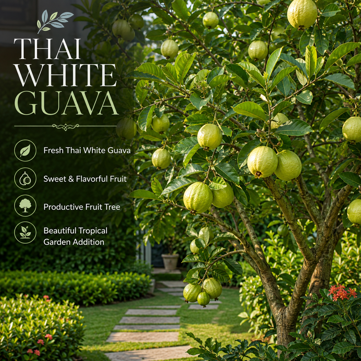 Guava Tree Live Plant - Thai White Guava, 2-3 Feet Size, 3 Gallon Pot, Well-Rooted Tropical Tree, Low Maintenance Fruit Trees for Outdoor Planting (No Ship to CA, HI, AK)