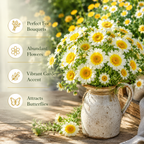 1500 Garland Daisy Seeds, Heirloom, Easy to Grow, Non-GMO Fast Growing Crown Daisy, Prolific Cut-and-Come-Again Edible Flower Bush, for Pots and Veggie Patches