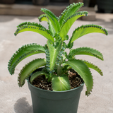 Mother of Thousands Live Plant in 4" Inch Pot | Kalanchoe Succulent Houseplant | Easy-Care Indoor Plant with Baby Plantlets
