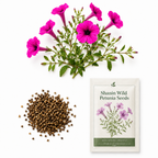 750 Shanin Wild Petunia Seeds, Non GMO, Easy to Grow, Vibrant Lavender Purple Blooms, Charming Low-Growing Purple Accent, Perfect Unique Seed Gift for Gardeners