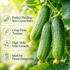 150 Boston Pickling Cucumber Seeds, Non-GMO, Heirloom, Easy to Grow, Crispy Sweet Cucumber Vegetable Seeds for Garden Trellis
