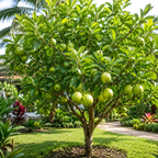 Guava Tree Live Plant - Thai White Guava, 3 Gallon Pot, 2-3 Feet Tall, Tropical Fruit Tree Live Plants for Backyard and Large Containers (No Ship to CA,HI,AK)