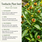 200 Toothache Plant Seeds, Non-GMO Spilanthes oleracea, Heirloom, Eyeball Plant, Peek-A-Boo Electric Buttons Medicinal Herb Seeds, for Pots & Gardens