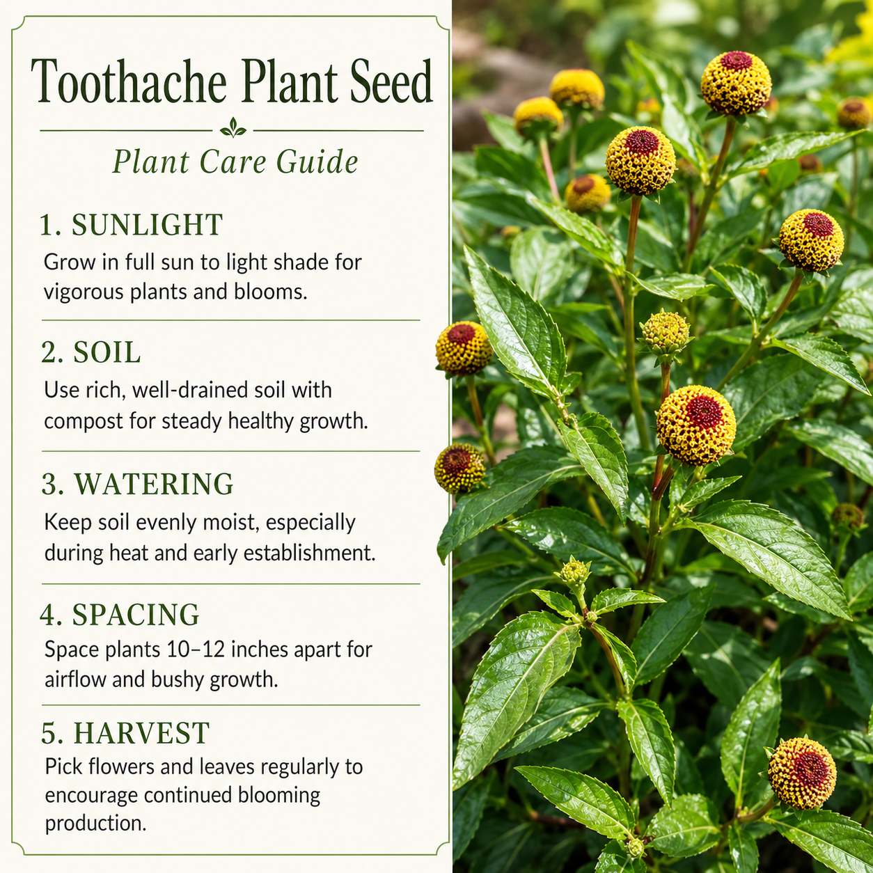 200 Toothache Plant Seeds, Non-GMO Spilanthes oleracea, Heirloom, Eyeball Plant, Peek-A-Boo Electric Buttons Medicinal Herb Seeds, for Pots & Gardens