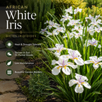 Iris Plants Live, 4-8" Tall African White Iris Plant, Fast Growing, Elegant White Flowers, for Walkway Borders and Patio Pots