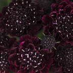 100 Scabiosa Seeds, Non-GMO, Heirloom Pincushion Flower Seeds, Tall and Sturdy Stems with Long-Lasting Elegant Blooms, Ideal for Borders & Backyard Pollinator Gardens