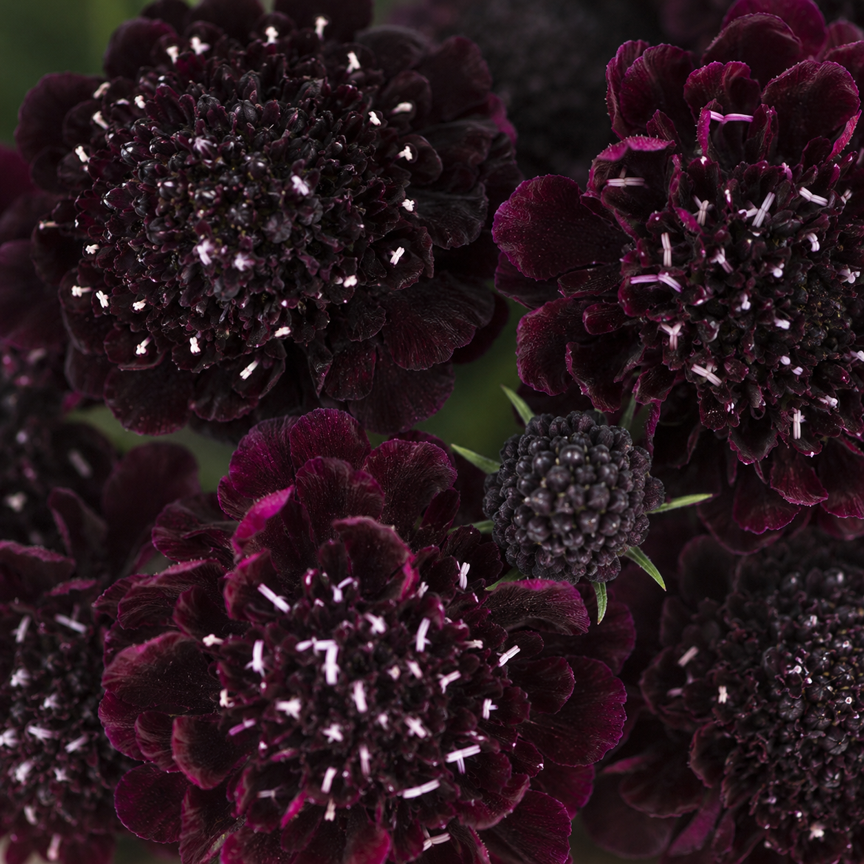 100 Scabiosa Seeds, Non-GMO, Heirloom Pincushion Flower Seeds, Tall and Sturdy Stems with Long-Lasting Elegant Blooms, Ideal for Borders & Backyard Pollinator Gardens