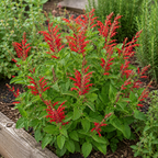 2 Red Salvia Live Plant for Planting, 5-8" Tall Medium Pot Sage Plant, Hardy Herb Plant with Red Flower Spike, for Backyard Garden