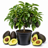 Large HASS Avocado Trees Live Plants | 2.5–3 Ft Tall Potted Plant | Hardy Fruit-Bearing Tree for Indoor and Outdoor Growing (No Ship to CA,HI,AK)