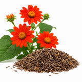 Mexican Sunflower Seeds, 50 Pcs Tithonia Seeds, Non GMO, Drought Tolerant, Vibrant Orange Wildflower