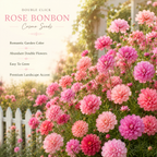 75 Double Click Rose Bonbon Cosmo Seeds, Non GMO, Fast Growing, Vibrant Pink Blooms, Ideal for Patios & Garden Accents