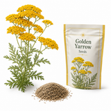 1500 Golden Yarrow Seeds, Non GMO, High Yield, Charming Long-Lasting Flower Accent, Perennial Flower Seeds, Perfect for Outdoor Spaces