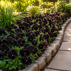 25 Sorbet Series Black Delight Viola Seeds, Non GMO, Easy to Grow, Cool Season Flower Seeds for Outdoor Planting
