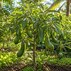 Avocado Trees Live Plants - Russell Avocado | 30–36 Inch Tall Potted Plant | Fruit Tree for Outdoor Growing & Home Gardens (No Ship to CA,HI,AK)