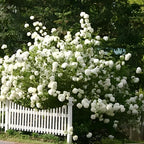 2 Japanese Snowball Bush Live Plants | Snowball Bush Live Plant for Gardens | 1–2 Feet Tall Bare Root Shrubs | Great for Borders, Hedges, and Landscape Design